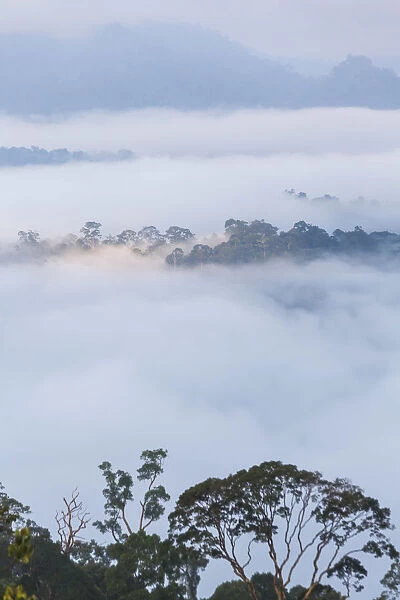 Mist over tropical rainforest, early morning, Sabah, Borneo, Malaysia