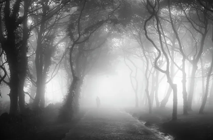 Framed Print : Misty forest, North Yorkshire, England Framed Print : Misty forest, North Yorkshire, England
