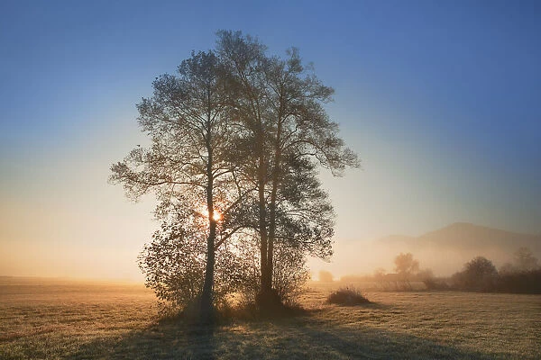 Misty mood with alders - Germany, Bavaria, Upper Bavaria, Bad Tolz-Wolfratshausen, Kochel
