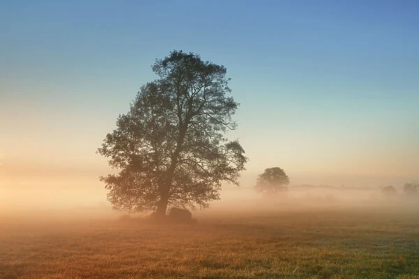 Misty mood with common alder - Germany, Bavaria, Upper Bavaria, Furstenfeldbruck