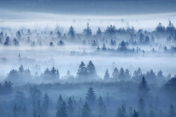 Misty mood in Pupplinger Au - Germany, Bavaria, Upper Bavaria, Bad Tolz-Wolfratshausen