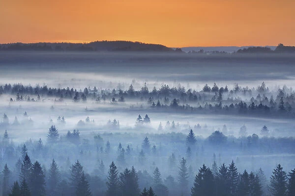 Misty mood in Pupplinger Au - Germany, Bavaria, Upper Bavaria, Bad Tolz-Wolfratshausen