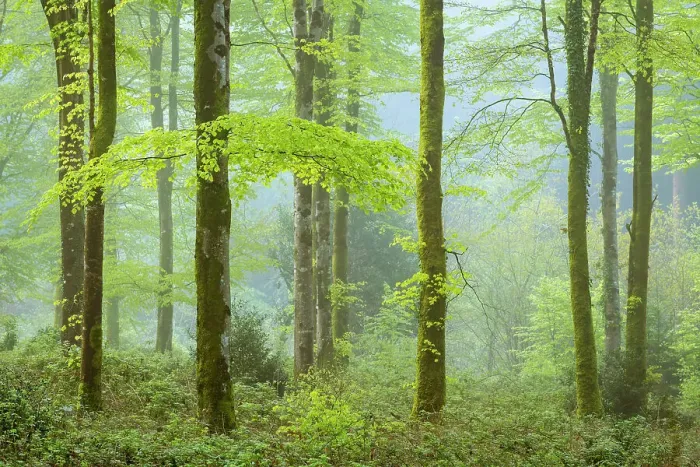 Framed Print : Misty morning in a deciduous woodland, Bodmin, Cornwall, England. Spring (May) 2018