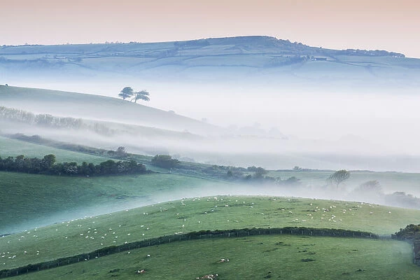 Misty morning over the marsh wood Vale, Dorset, England
