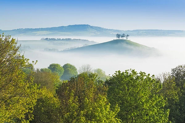 Misty morning view of Colmers Hill, Dorset, England, UK