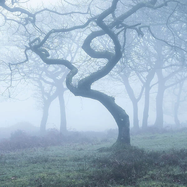 Misty oak woodland in winter, Quantock Hills, Somerset, England, UK