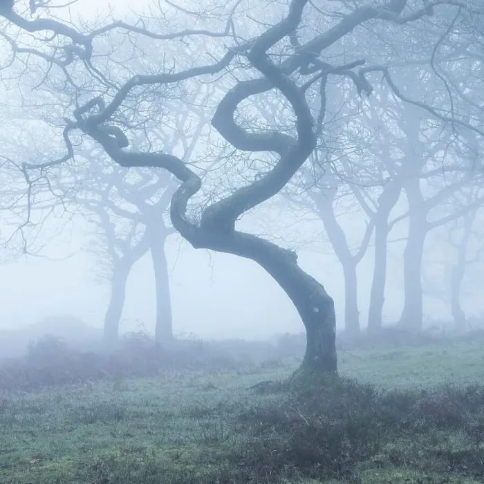 Framed Print : Misty oak woodland in winter, Quantock Hills, Somerset, England, UK Framed Print : Misty oak woodland in winter, Quantock Hills, Somerset, England, UK