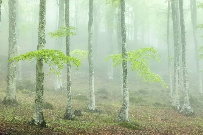 Framed Print : Misty springtime beech forest on the slopes of Mont Amiata, Tuscany, Italy Framed Print : Misty springtime beech forest on the slopes of Mont Amiata, Tuscany, Italy