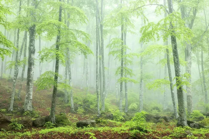 Framed Print : Misty springtime beech forest on the slopes of Mont Amiata, Tuscany, Italy Framed Print : Misty springtime beech forest on the slopes of Mont Amiata, Tuscany, Italy