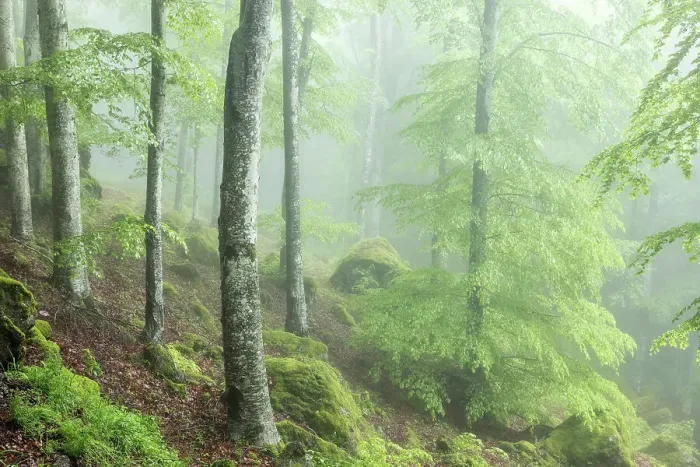 Framed Print : Misty springtime beech forest on the slopes of Mont Amiata, Tuscany, Italy Framed Print : Misty springtime beech forest on the slopes of Mont Amiata, Tuscany, Italy