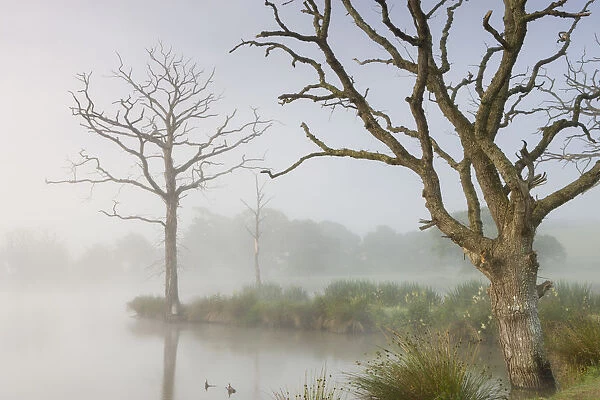 Misty summer morning on a fishing lake with dead trees, Morchard Road, Devon, England