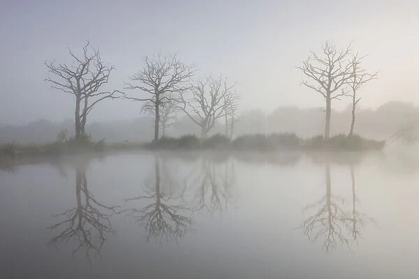 Misty summer morning on a fishing lake with dead trees, Morchard Road, Devon, England