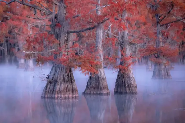 Framed Print : Misty sunrise in Lake Caddo, Texas, in Autumn, USA Framed Print : Misty sunrise in Lake Caddo, Texas, in Autumn, USA