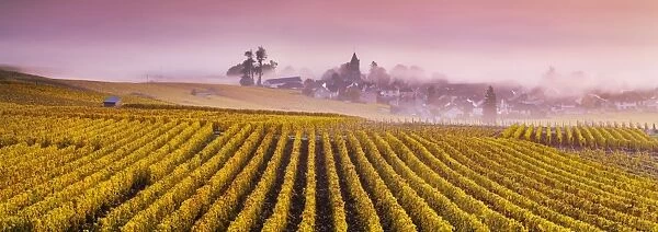 Misty sunrise over Oger, Champagne Ardenne, France