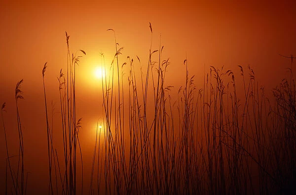 Misty Sunrise Through Reeds, Norfolk Broads National Park, Norfolk, England