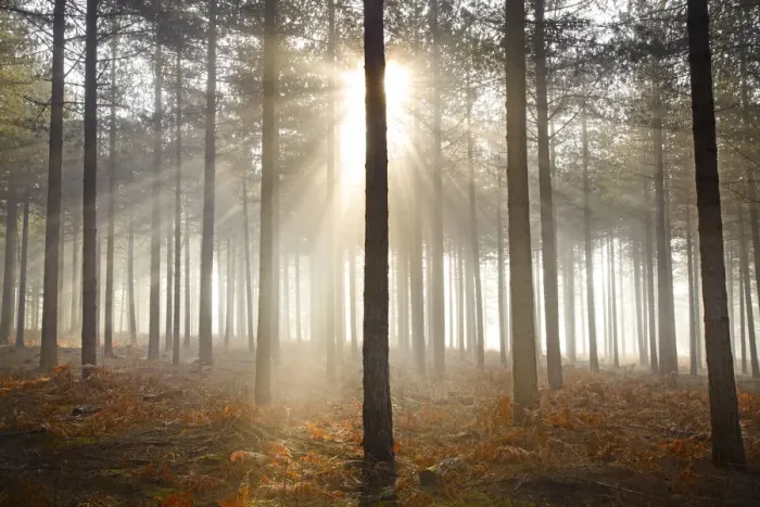 Framed Print : Misty Sunshine Through Pine Trees, Arne Wood, Dorset, England Framed Print : Misty Sunshine Through Pine Trees, Arne Wood, Dorset, England