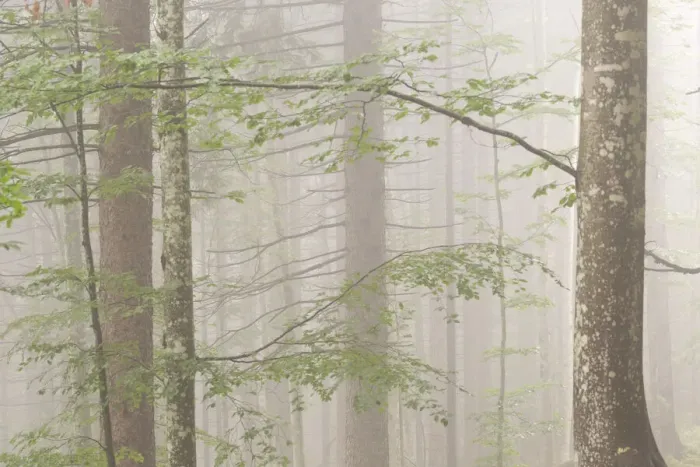 Framed Print : Misty woods in Alpe Cimbra, Trentino, Italy Framed Print : Misty woods in Alpe Cimbra, Trentino, Italy