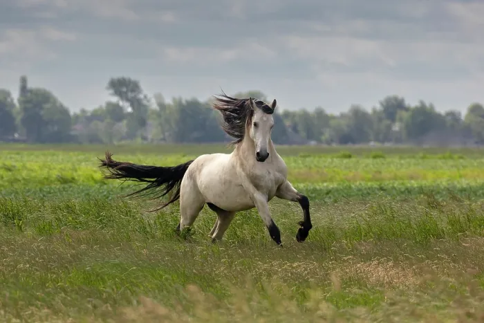 Framed Print : A mixed breed, horse (half Friesian, half Warmblood) running free, North-West Friesland, Netherlands Framed Print : A mixed breed, horse (half Friesian, half Warmblood) running free, North-West Friesland, Netherlands
