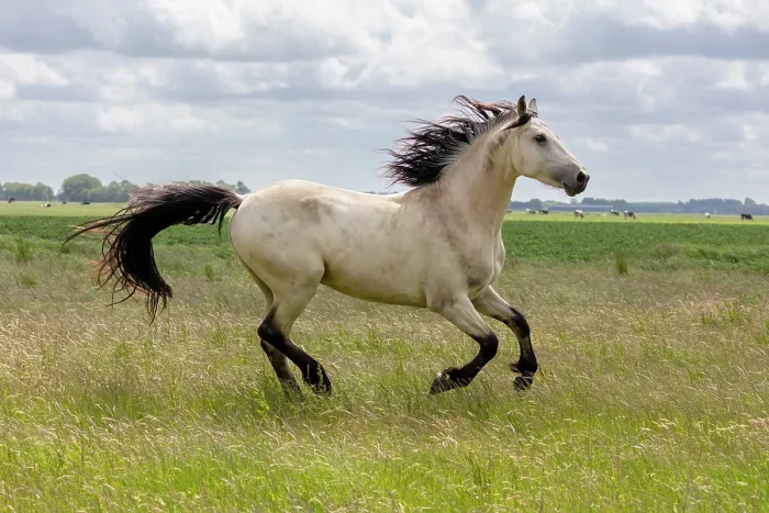 Framed Print : A mixed breed, horse (half Friesian, half Warmblood) running free, North-West Friesland, Netherlands Framed Print : A mixed breed, horse (half Friesian, half Warmblood) running free, North-West Friesland, Netherlands
