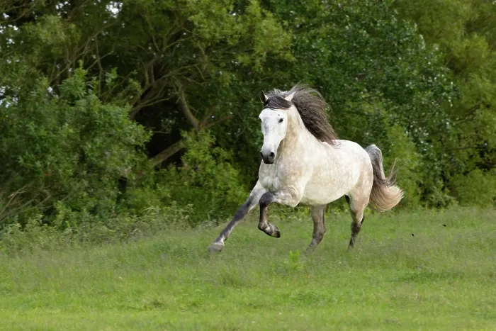Framed Print : A mixed breed stallion runs free, North-West Friesland, Netherlands Framed Print : A mixed breed stallion runs free, North-West Friesland, Netherlands