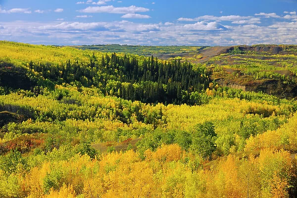 Mixedwood forest in autumn color along the Peace River Dunvegan Alberta, Canada