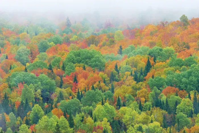 Framed Print : Mixedwood forest in autumn, St, Jacques, New Brunswick, Canada Framed Print : Mixedwood forest in autumn, St, Jacques, New Brunswick, Canada