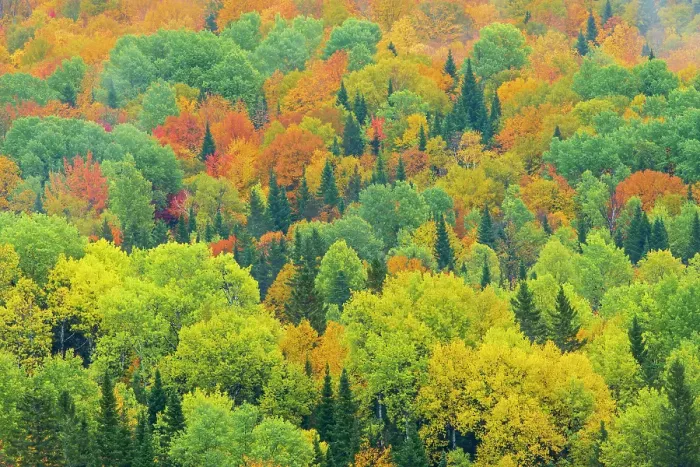Framed Print : Mixedwood forest in autumn, St, Jacques, New Brunswick, Canada Framed Print : Mixedwood forest in autumn, St, Jacques, New Brunswick, Canada