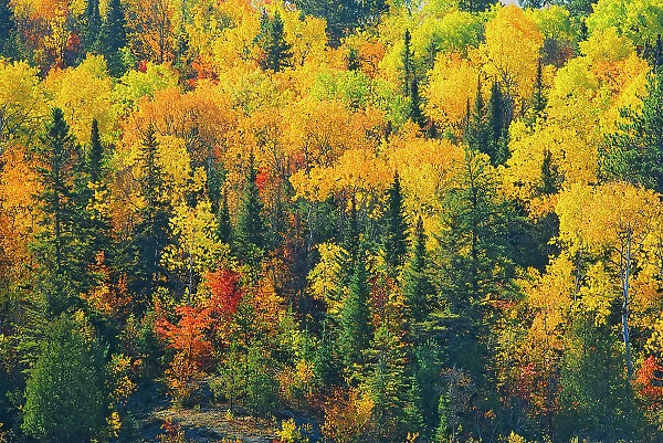 Mixedwood forest in autumn Worthington, Ontario, Canada