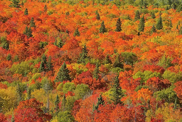 Mixedwood forest of evergreen and maple trees in autumn color. Montreal River hill. North Shore of Lake Superior, just south of Lake Superior Provincial Park, Ontario, Canada North Shore of Lake Superior, just south of Lake Superior Provincial Park