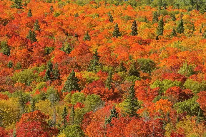 Framed Print : Mixedwood forest of evergreen and maple trees in autumn color. Montreal River hill. North Shore of Lake Superior, just south of Lake Superior Provincial Park, Ontario, Canada North Shore of Lake Superior, just south of Lake Superior Provincial Park