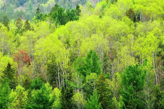 Framed Print : Mixedwood forest in spring foliage Rosseau, Ontario, Canada Framed Print : Mixedwood forest in spring foliage Rosseau, Ontario, Canada