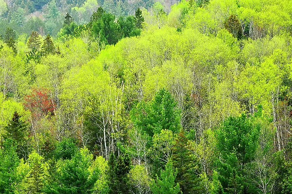 Mixedwood forest in spring foliage Rosseau, Ontario, Canada