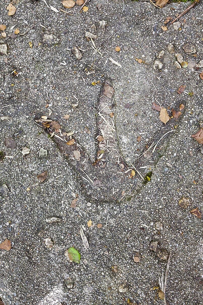 Moa footprint, Karamea, West Coast, South Island, New Zealand