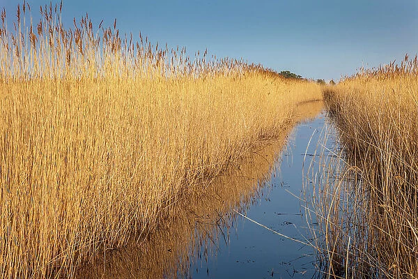 Moat in the reed in the Western Pomerania Lagoon Area National Park at Darsser Ort, Mecklenburg-Western Pomerania, Baltic Sea, Northern Germany, Germany