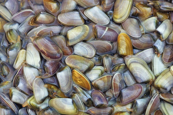 Mollusc on fish market - Italy, Sicily, Catania, Catania, fish market