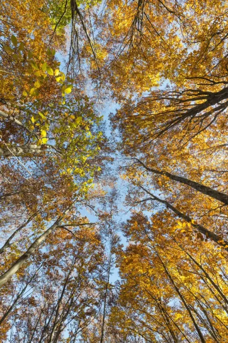 Framed Print : Molveno forest, Trentino South Tyrol, Italy. The colours of autumn into the beech woods Framed Print : Molveno forest, Trentino South Tyrol, Italy. The colours of autumn into the beech woods