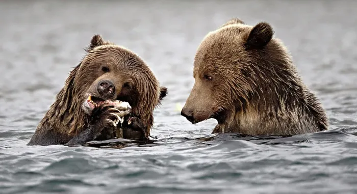 Framed Print : A momma grizzly and her cub eating salmon in the Chilko Lake water in British Columbia, Canada