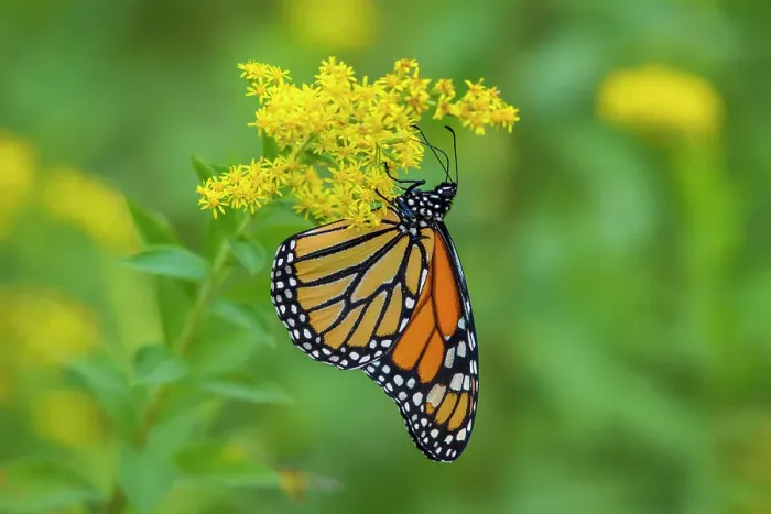 Framed Print : Monarch butterfly (Danaus plexippus), Greater Sudbury, Ontario, Canada Framed Print : Monarch butterfly (Danaus plexippus), Greater Sudbury, Ontario, Canada