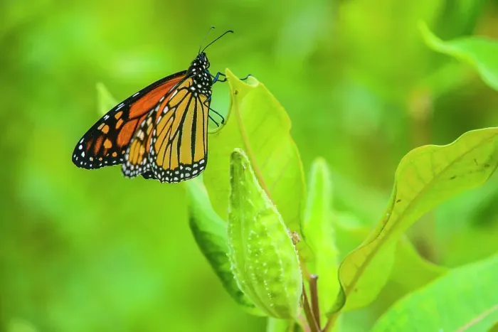 Framed Print : Monarch butterfly (Danaus plexippus), Greater Sudbury, Ontario, Canada, Greater Sudbury, Ontario, Canada Framed Print : Monarch butterfly (Danaus plexippus), Greater Sudbury, Ontario, Canada, Greater Sudbury, Ontario, Canada