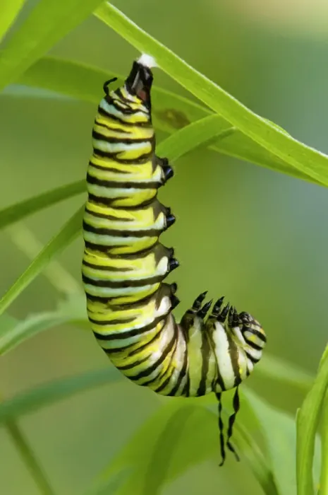 Framed Print : Monarch butterfly, Danaus plexippus. Caterpillar in J position about to trtansform to chrysallis stage, Lively, Ontario, Canada Framed Print : Monarch butterfly, Danaus plexippus. Caterpillar in J position about to trtansform to chrysallis stage, Lively, Ontario, Canada