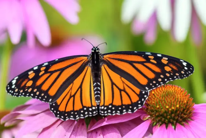 Framed Print : Monarch butterfly (Danuas plexippus) nectaring a garden coneflower, Greater Sudbury, Ontario, Canada