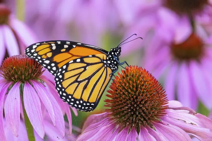 Framed Print : Monarch (Danaus plexippus) Adult feeding on purple cone flower, Greater Sudbury, Ontario, Canada Framed Print : Monarch (Danaus plexippus) Adult feeding on purple cone flower, Greater Sudbury, Ontario, Canada