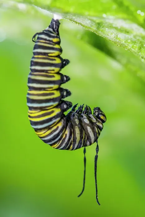 Framed Print : Monarch (Danaus plexippus) Caterpillar converting to chrysallis stage, Greater Sudbury, Ontario, Canada Framed Print : Monarch (Danaus plexippus) Caterpillar converting to chrysallis stage, Greater Sudbury, Ontario, Canada