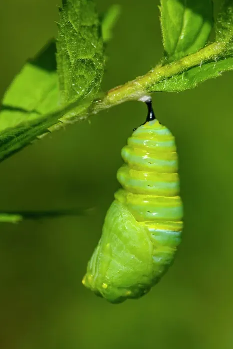 Framed Print : Monarch (Danaus plexippus) Caterpillar converting to pupa stage. Greater Sudbury, Ontario, Canada Framed Print : Monarch (Danaus plexippus) Caterpillar converting to pupa stage. Greater Sudbury, Ontario, Canada