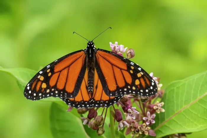Framed Print : Monarch (Danaus plexippus), Greater Sudbury, Ontario, Canada Framed Print : Monarch (Danaus plexippus), Greater Sudbury, Ontario, Canada