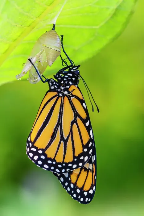 Framed Print : Monarch (Danaus plexippus) Newly emerged adult inflating and drying wings, Greater Sudbury, Ontario, Canada Framed Print : Monarch (Danaus plexippus) Newly emerged adult inflating and drying wings, Greater Sudbury, Ontario, Canada