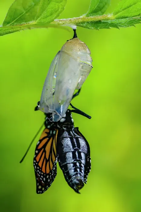 Framed Print : Monarch (Danaus plexippus) Newly emerged from chrysallis. Inflating and drying wings. Greater Sudbury, Ontario, Canada Framed Print : Monarch (Danaus plexippus) Newly emerged from chrysallis. Inflating and drying wings. Greater Sudbury, Ontario, Canada