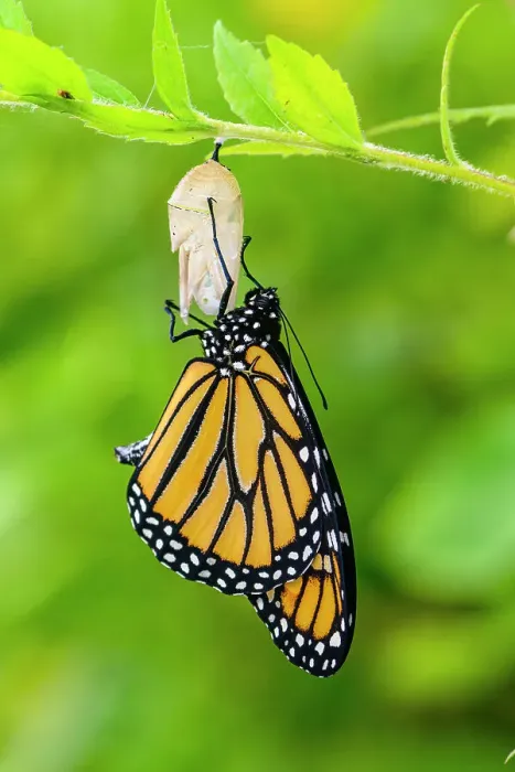 Framed Print : Monarch (Danaus plexippus) Newly emerged from chrysallis. Inflating and drying wings. Greater Sudbury, Ontario, Canada Framed Print : Monarch (Danaus plexippus) Newly emerged from chrysallis. Inflating and drying wings. Greater Sudbury, Ontario, Canada