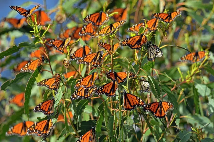 Framed Print : Monarch (Danaus plexippus) Winter colony roosting in eucalyptus tree, Pismo Beach State Park, California, USA Framed Print : Monarch (Danaus plexippus) Winter colony roosting in eucalyptus tree, Pismo Beach State Park, California, USA