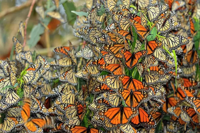 Framed Print : Monarch (Danaus plexippus) Winter colony roosting in eucalyptus tree, Pismo Beach State Park, California, USA Framed Print : Monarch (Danaus plexippus) Winter colony roosting in eucalyptus tree, Pismo Beach State Park, California, USA